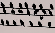 Birds on the wire