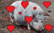 Don't go porking my heart