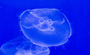 meduza