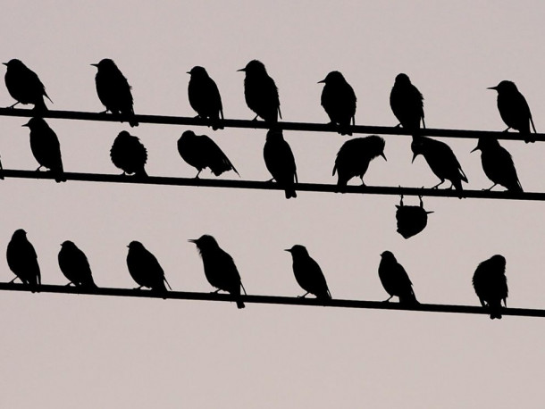 Birds on the wire