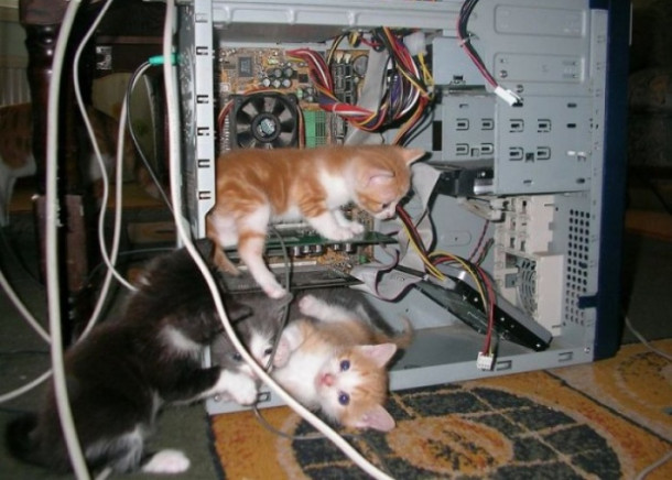 Cats in computer