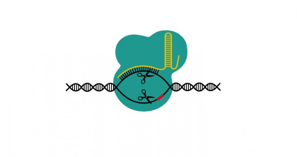 CRISPR/Cas9