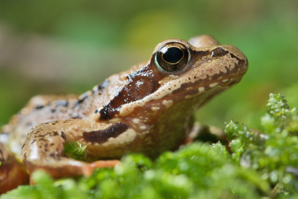 frogs and viruses, it must be fall!