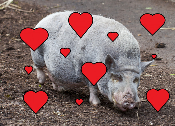 Don't go porking my heart