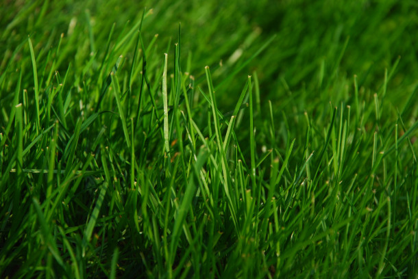 nije blaues grass